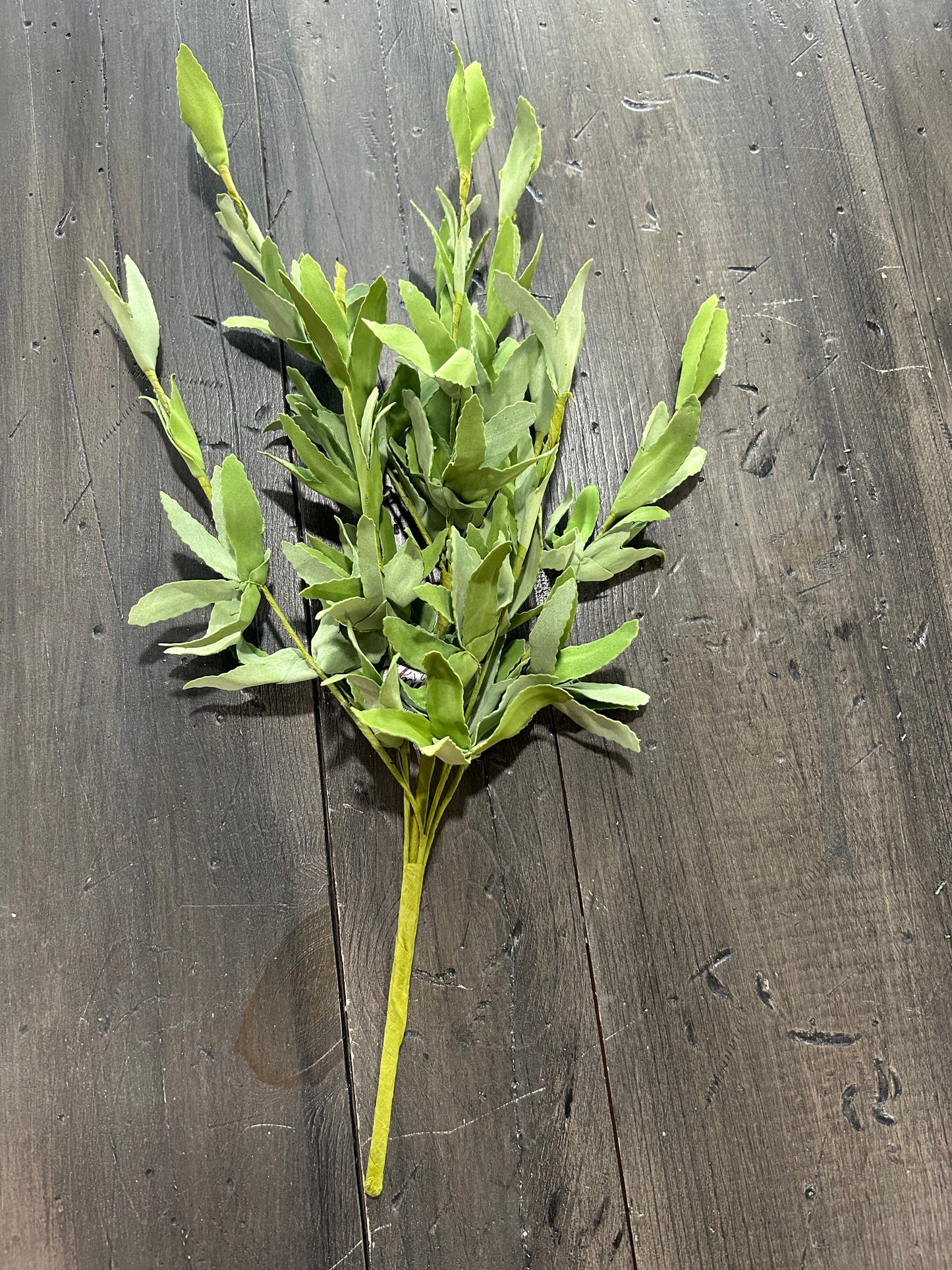 Sage Herb Bush