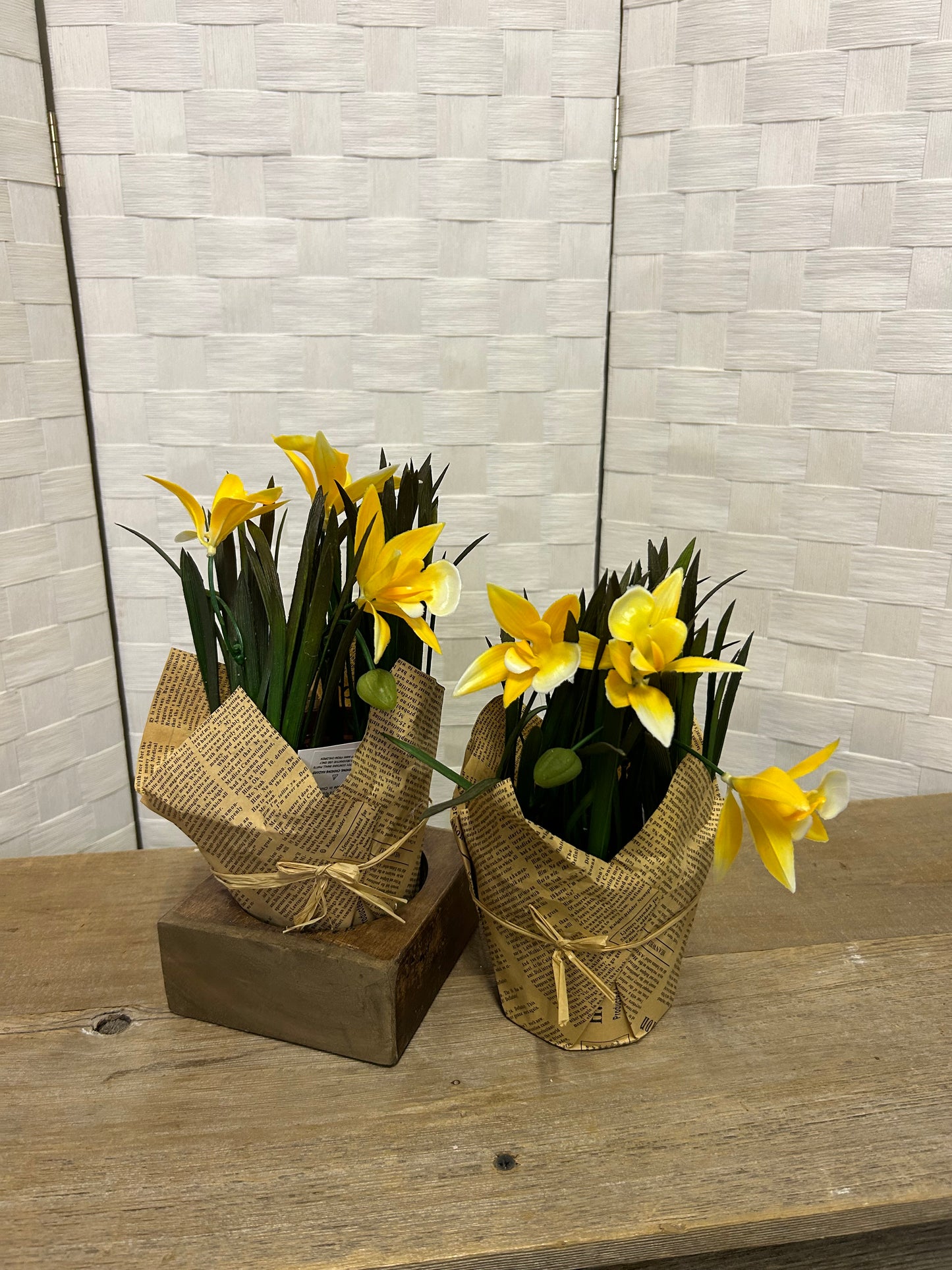 Daffodil