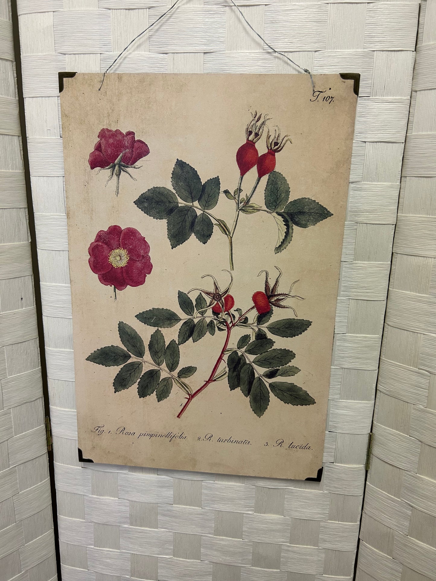 Flower Picture