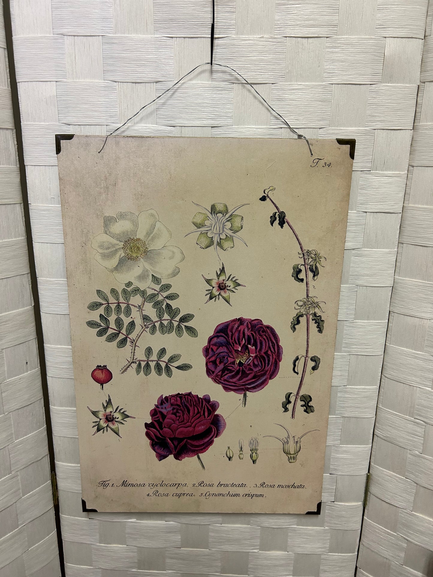 Flower Picture