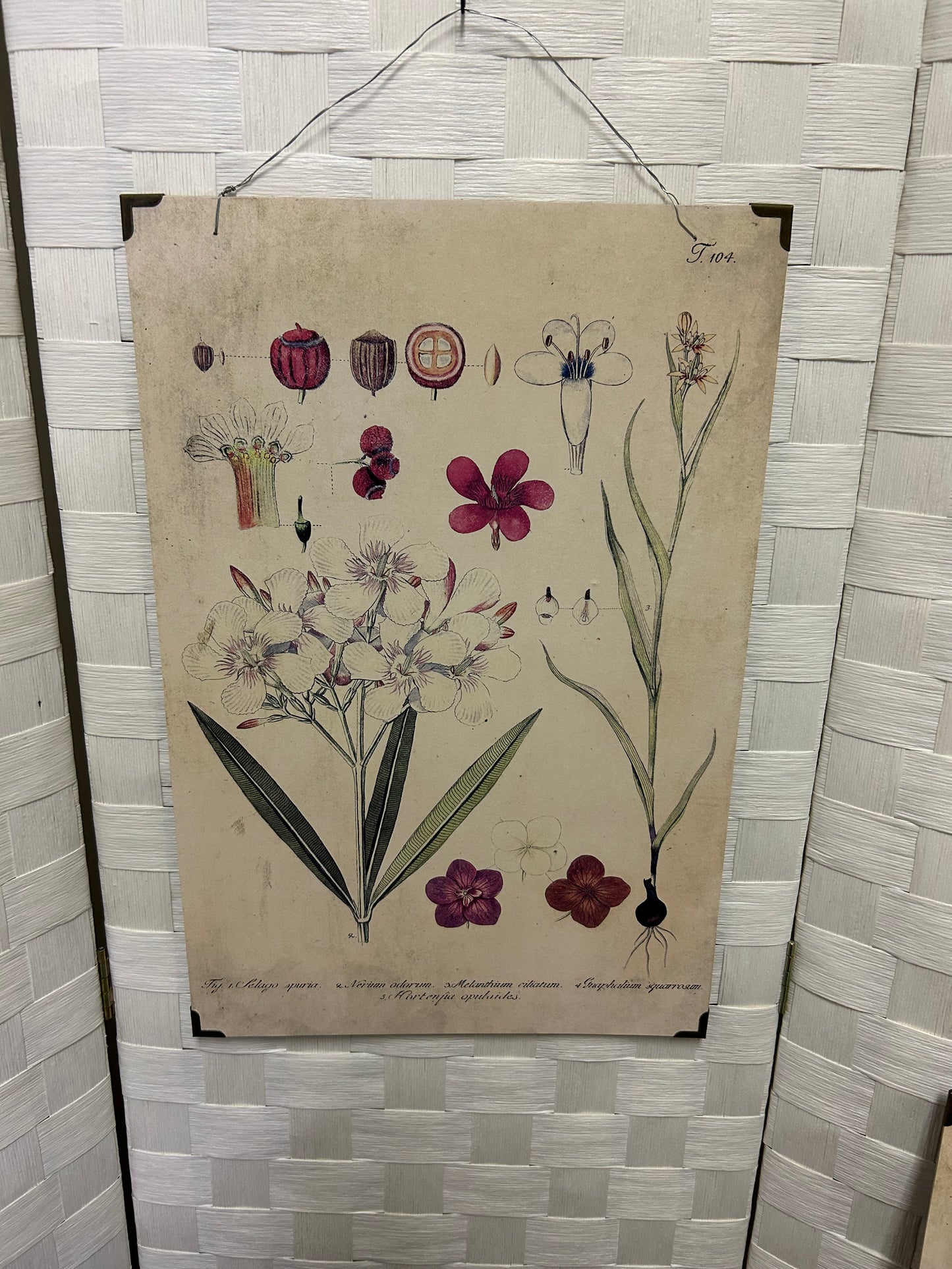 Flower Picture