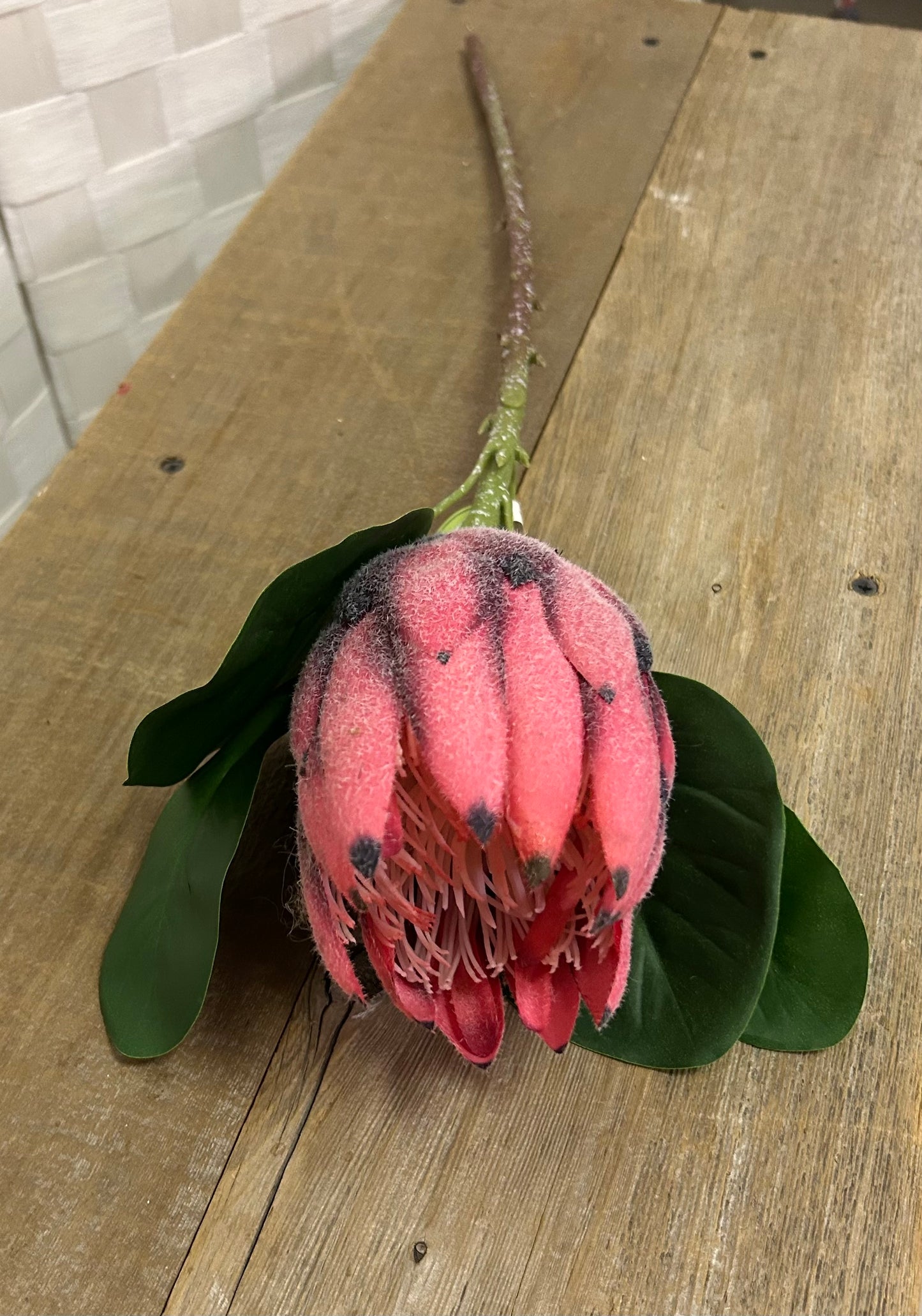Mauve Protea Spray