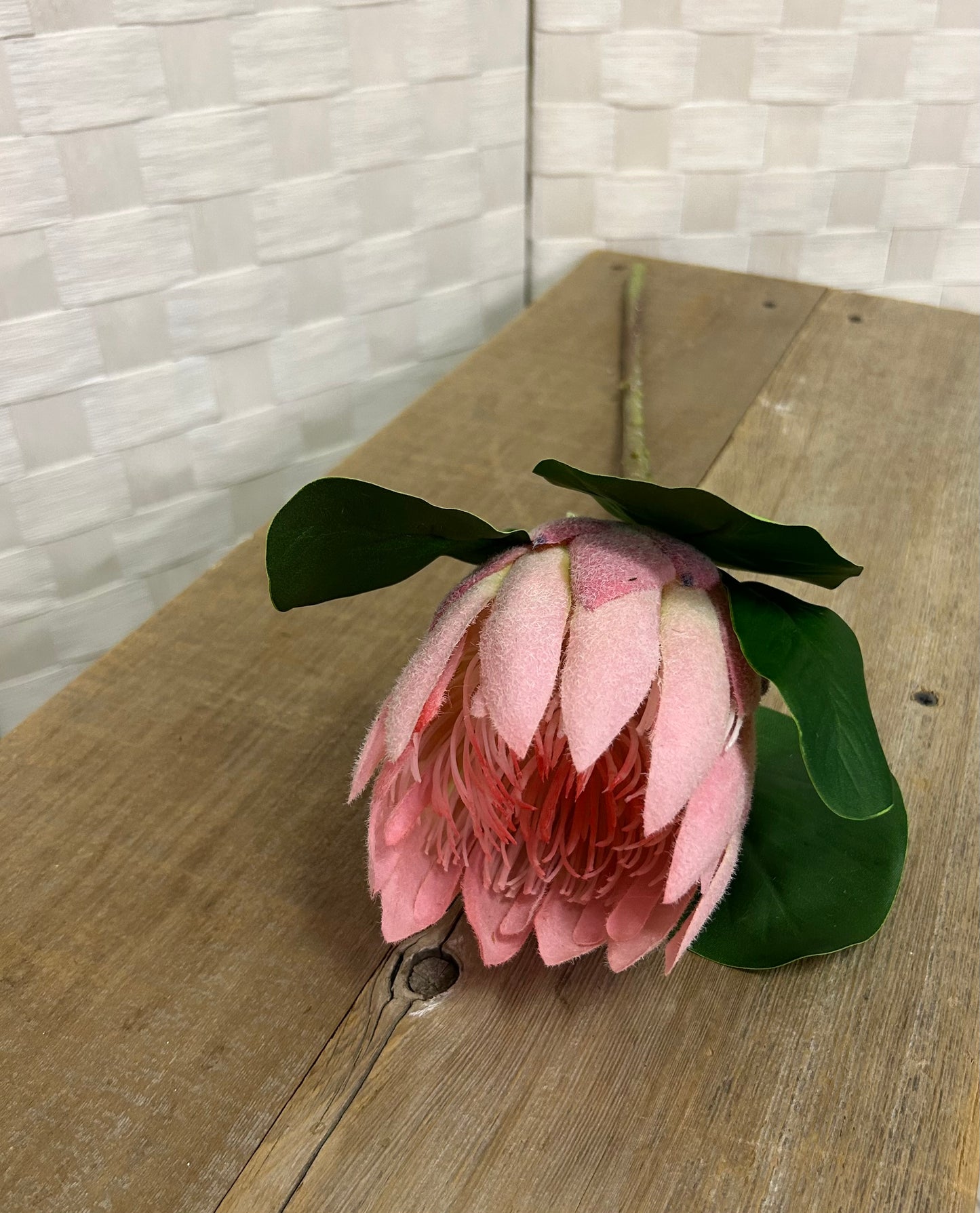 Protea Spray