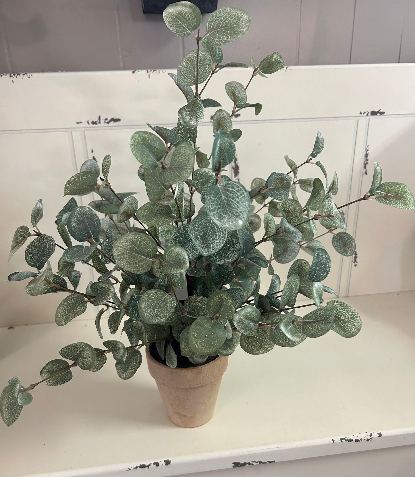 Potted Eucalyptus Plant